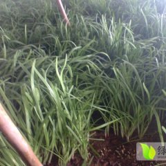 故城建国李文保1月 富生韭菜