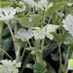 2019对外出售嫁接西瓜育苗和技术人员