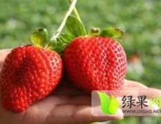 莱芜优质甜宝草莓种植基地诚邀合作商