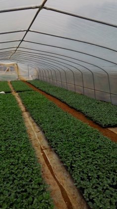 广西西乡塘黑皮嫁接苗冬瓜香甜可口