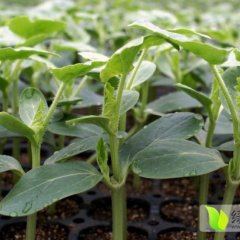 齐河西瓜种子质量上乘,宣章王先生诚信合作