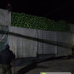 2015宜城甘蓝价格一直在涨价