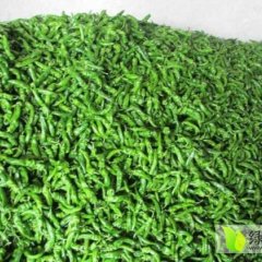 2015临高辣椒俏销大江南北