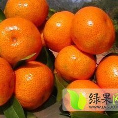 2015苍梧沙糖桔俏销大江南北