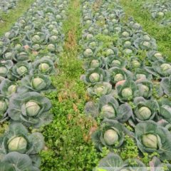 君山监狱阿威11月缘缘一号甘蓝