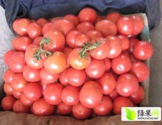 2015年费县冬季暖棚反季节硬粉西红柿大量上市