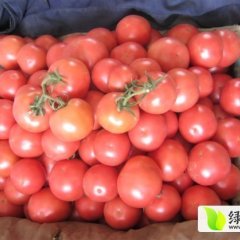 2015年费县冬季暖棚反季节硬粉西红柿大量上市