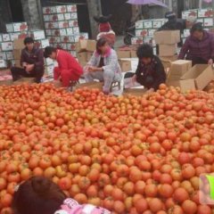 2015平度西红柿今年价格有看点