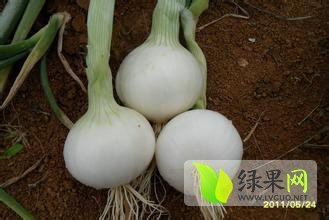 达坂城西沟李建远2月白皮洋葱