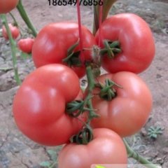 山东费县硬粉西红柿假一赔十