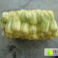 宜城娃娃菜抢到就是钱,王集何小辉诚信合作