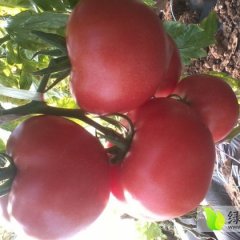 内蒙古赤峰西红柿，大量出售硬粉西红柿