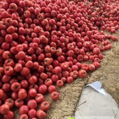 江苏东海马帅精品西红柿