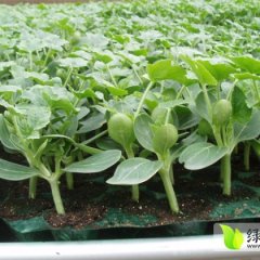 山东惠民惠民嫁接西瓜苗西瓜种子逐渐升温