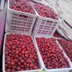 代收樱桃西红柿千禧果圣女果小西红柿基地