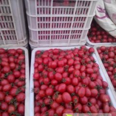 供应山东樱桃西红柿千禧果圣女果小西红柿代收千禧果