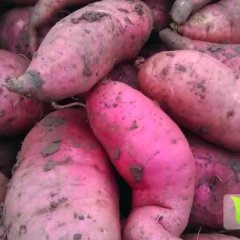 徐薯18号 开窖了 开始接受订单了