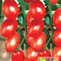 莘县张鲁吴海璐2月樱桃西红柿