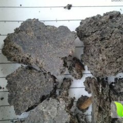 山东安丘供应蓖麻粕蓖麻饼肥料