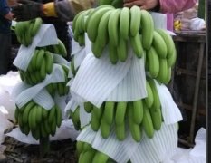 老挝香蕉基地
