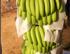 老挝香蕉代办