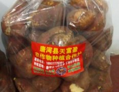 2015唐河红薯值得出手