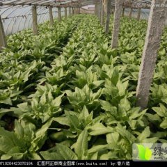 2015新泰莴苣今年价格有看点