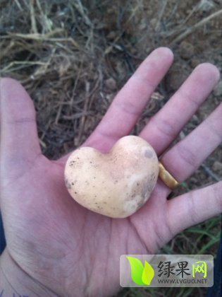 2015年陕西定边克新六号价格