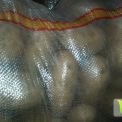 集宁团结李经理2月克新一号土豆