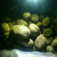 四子王旗土豆产销两旺,乌兰刘剑飞诚信合作