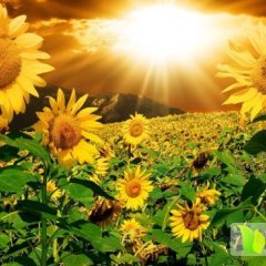 翁牛特旗葵花名扬天下,乌丹郝春雨诚信合作