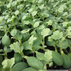 2015埇桥西瓜种子今年价格有看点