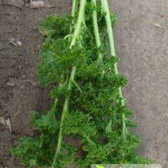 东昌府其他蔬菜何去何从,于集杨金钟诚信合作