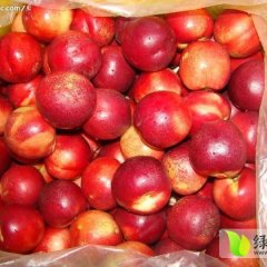 河北乐亭三月份大量桃子上市，寻求各地果商合