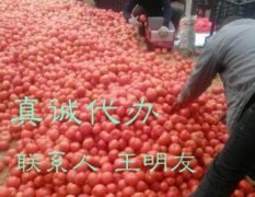 费县胡阳镇西红柿 欢迎五湖四海的客户