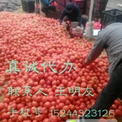 费县胡阳镇西红柿 欢迎五湖四海的客户