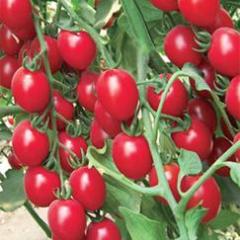 莘县圣女果名扬天下,燕店耿先生诚信合作