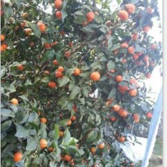 广西临桂沙糖桔名优产品