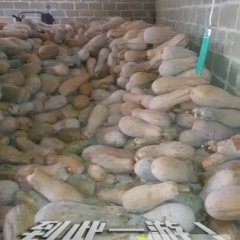 广西西乡塘金韩密本南瓜口感爽口