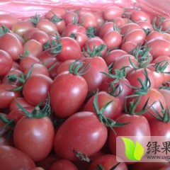 莘县圣女果香甜可口,东王李德俊诚信合作