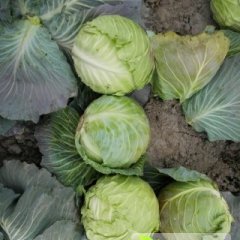 2015宜城甘蓝值得出手