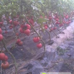 临沂市费县胡阳镇西红柿董