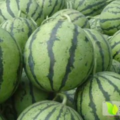 临渭区官路镇 任峰 西瓜代理