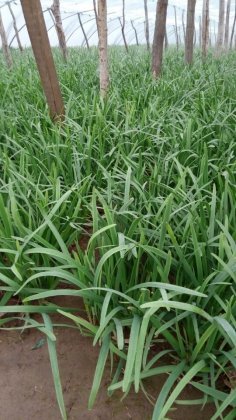 河南浚县新镇时新海1月立韭韭菜..