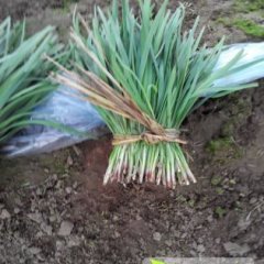 河北香河平韭6号韭菜聚焦市场