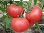 山东任城硬粉西红柿品质优良