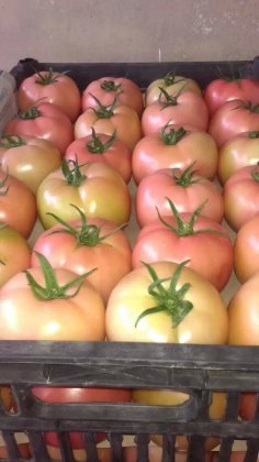 山东海阳齐达利西红柿是名优特产