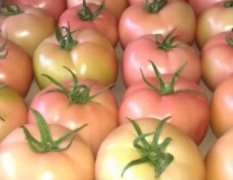 山东海阳齐达利西红柿是名优特产