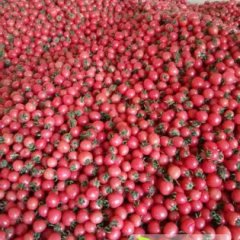 山东莘县圆粉、千禧等圣女果假一赔十