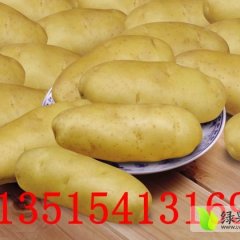 山东平阴荷兰土豆个头大，卖相好，荷兰十五大面积